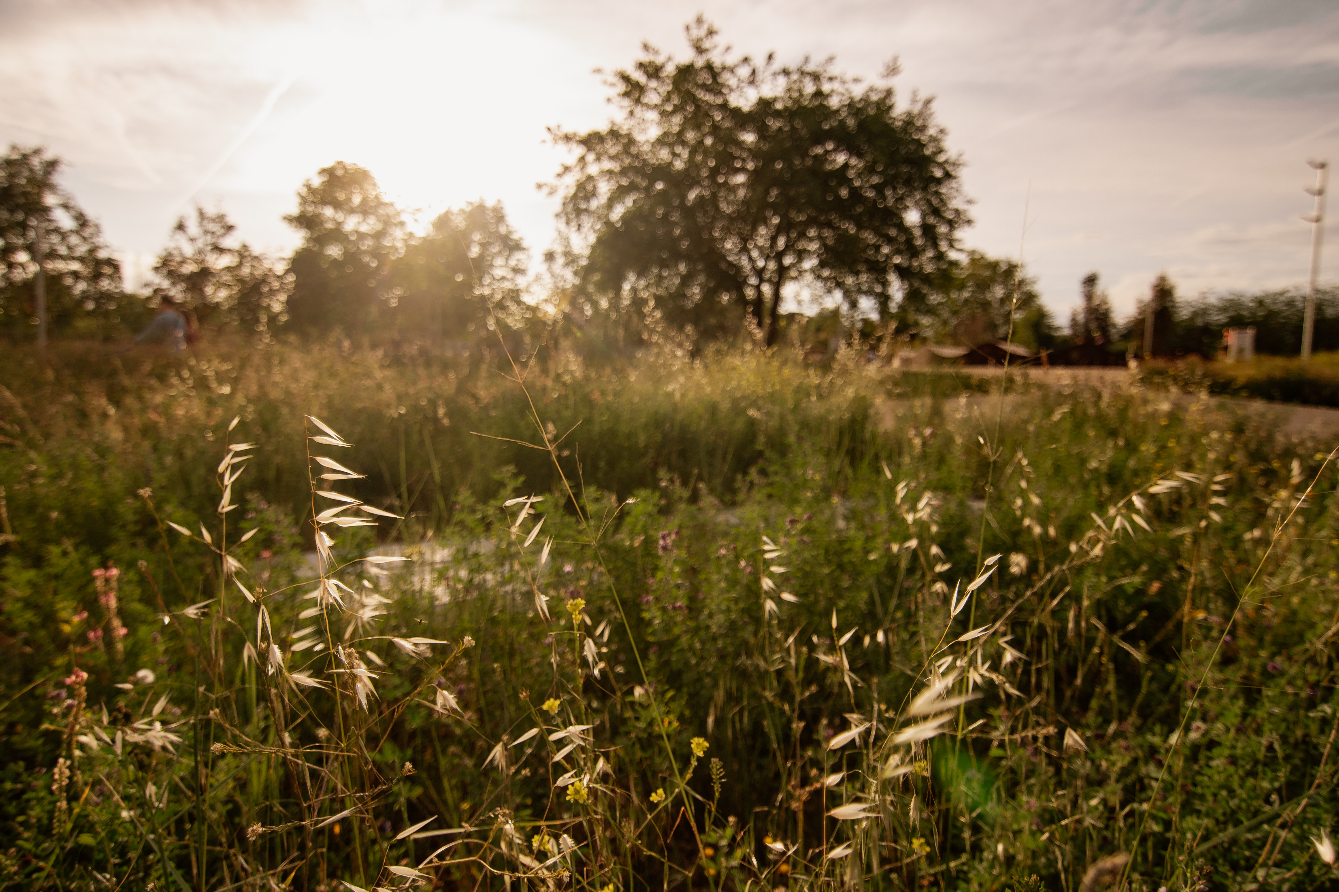 Jardineria parc del Lliscament