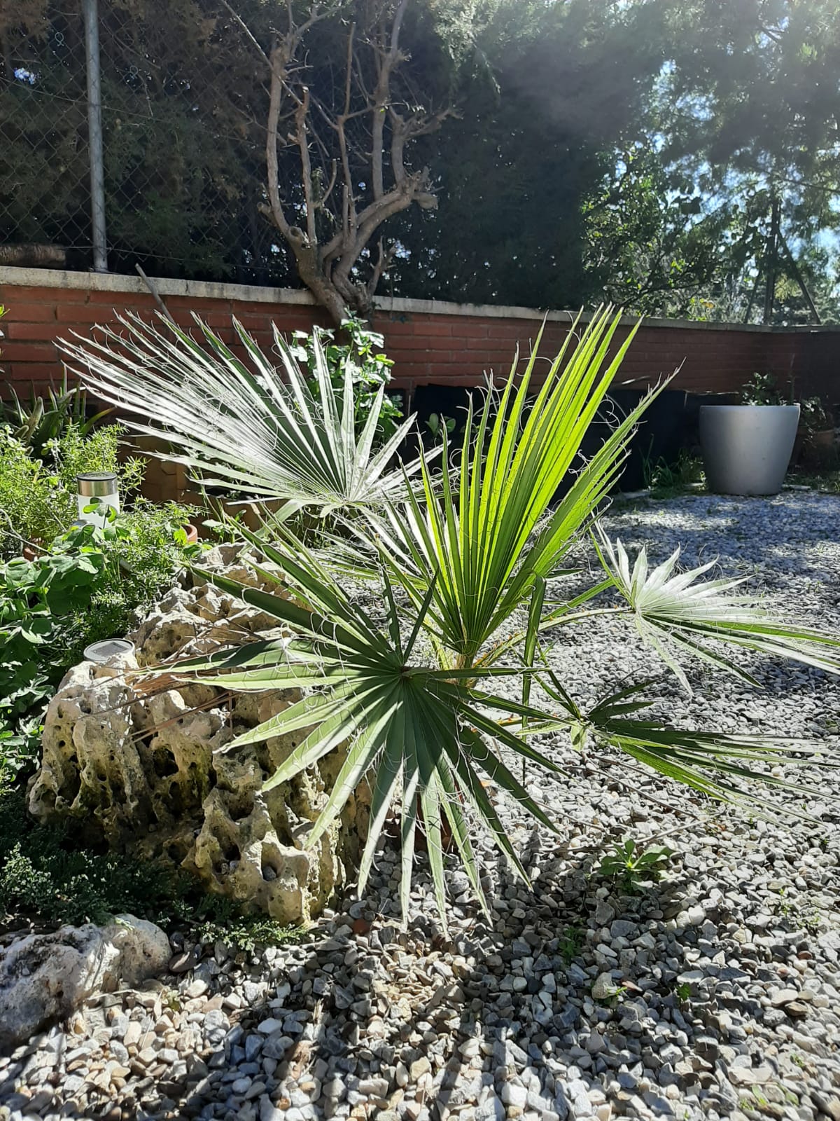 Verd en jardí privat